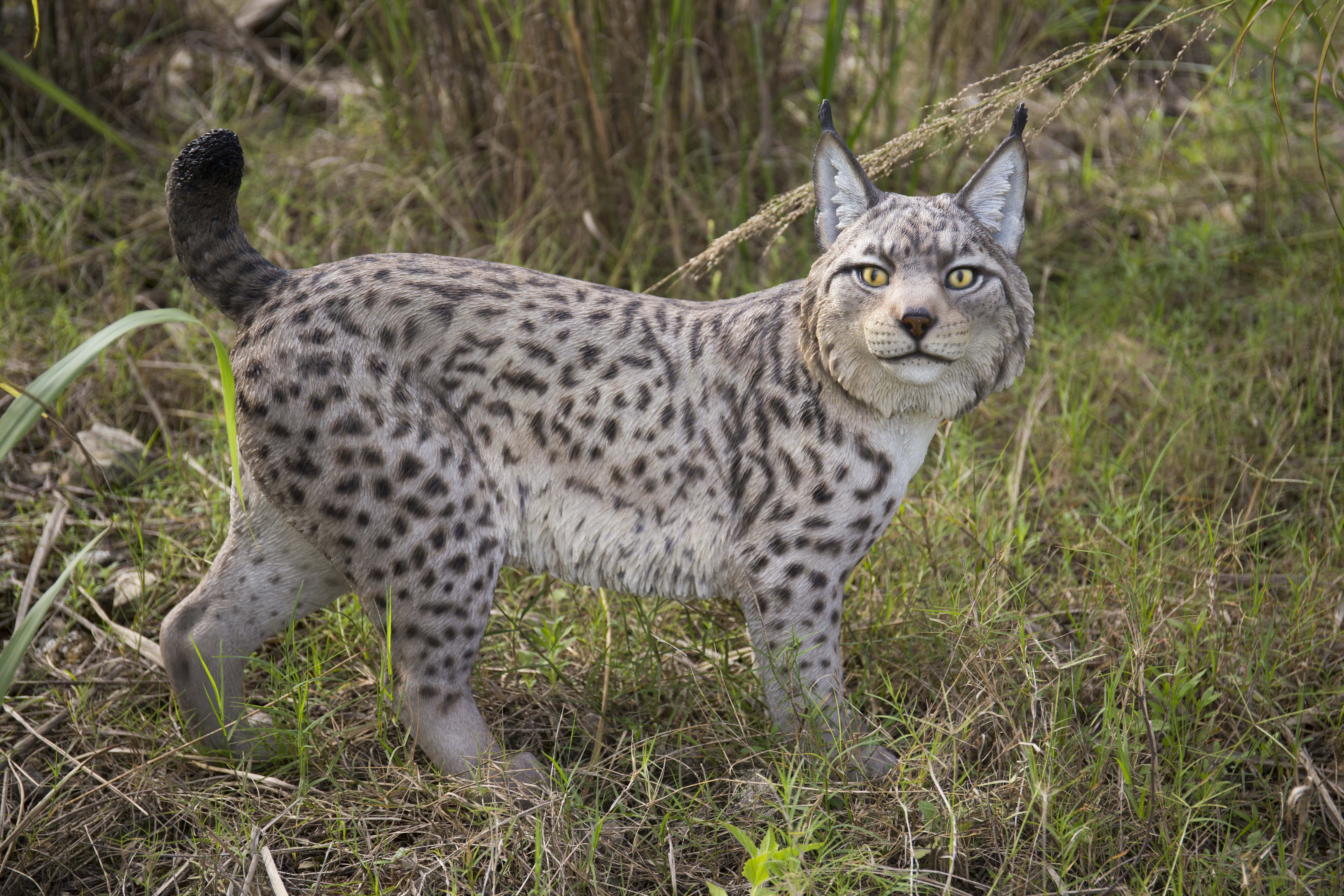 Lynx Cabin チタンペグ 40cm 16本セット 中古 ※説明文必読 Hi-Line Gift Ltd. Lynx Statue & Reviews - Wayfair Canada